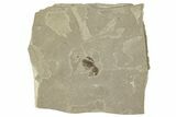 Detailed Fossil Weevil (Snout Beetle) - Green River Formation #242720-1
